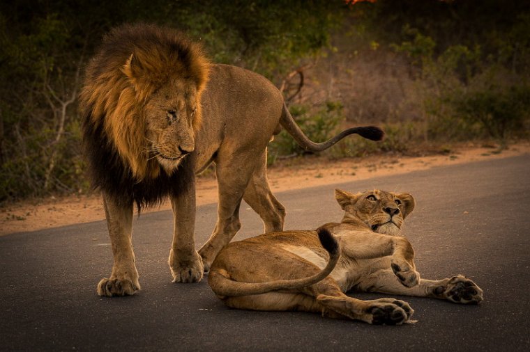 105 Kruger National Park, leeuwen.jpg